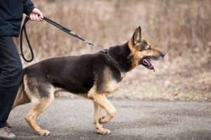 Conducteur canin